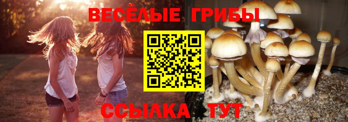 Галлюциногенные грибы прущие грибы  Вход с VPN  Белово 